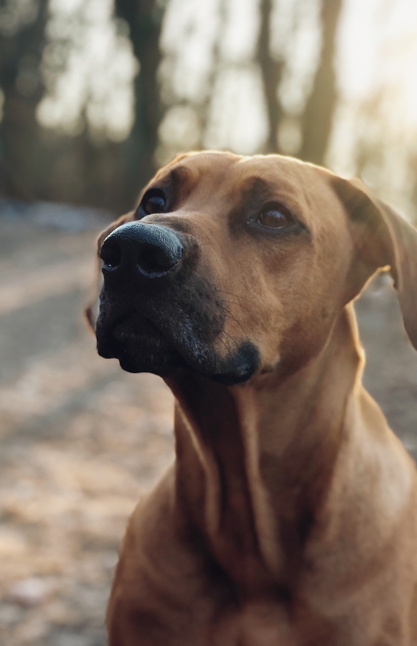 rhodesian  ridgeback  dog free photo