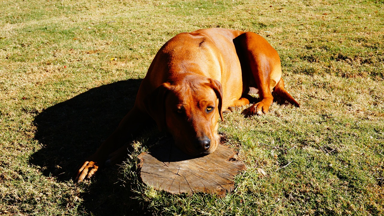 rhodesian ridgeback dog pet free photo