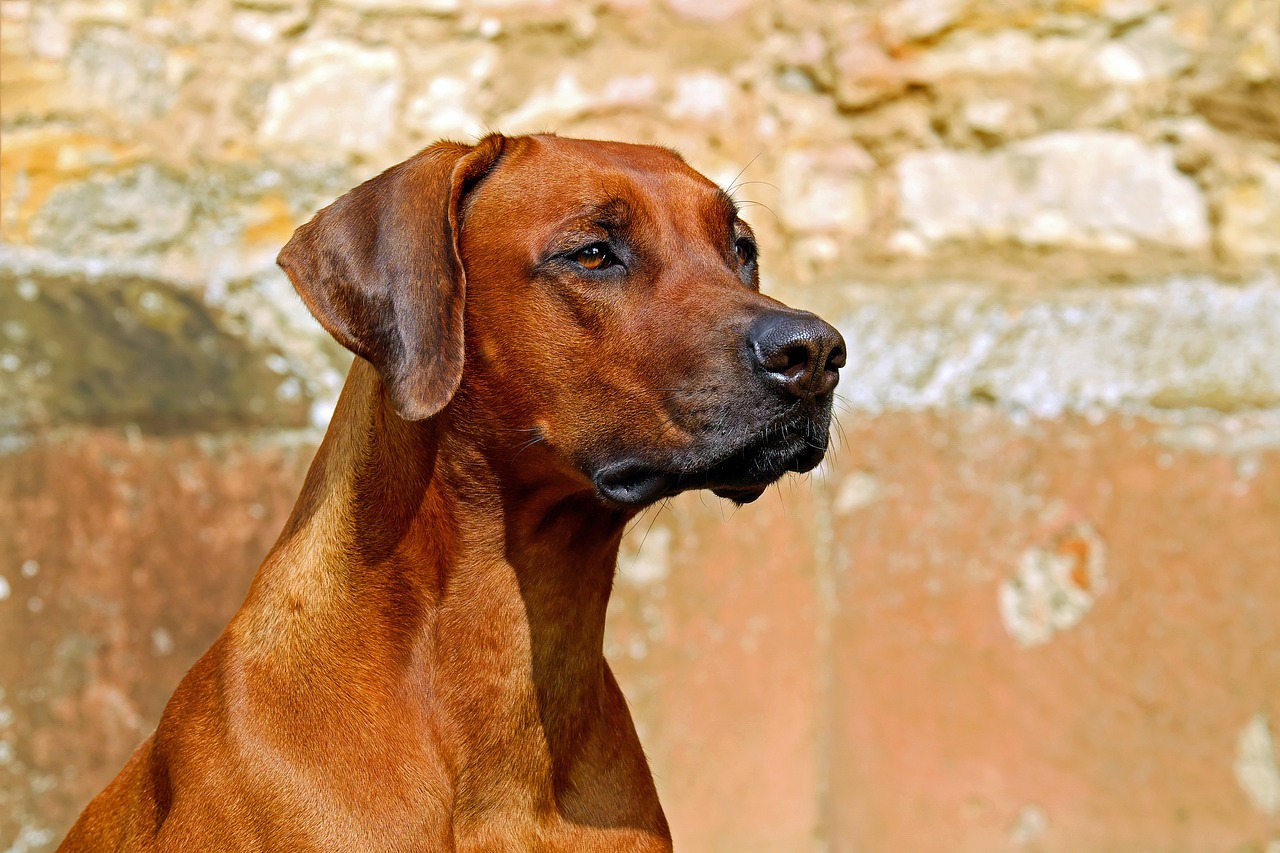 rhodesian ridgeback dog purebred dog free photo