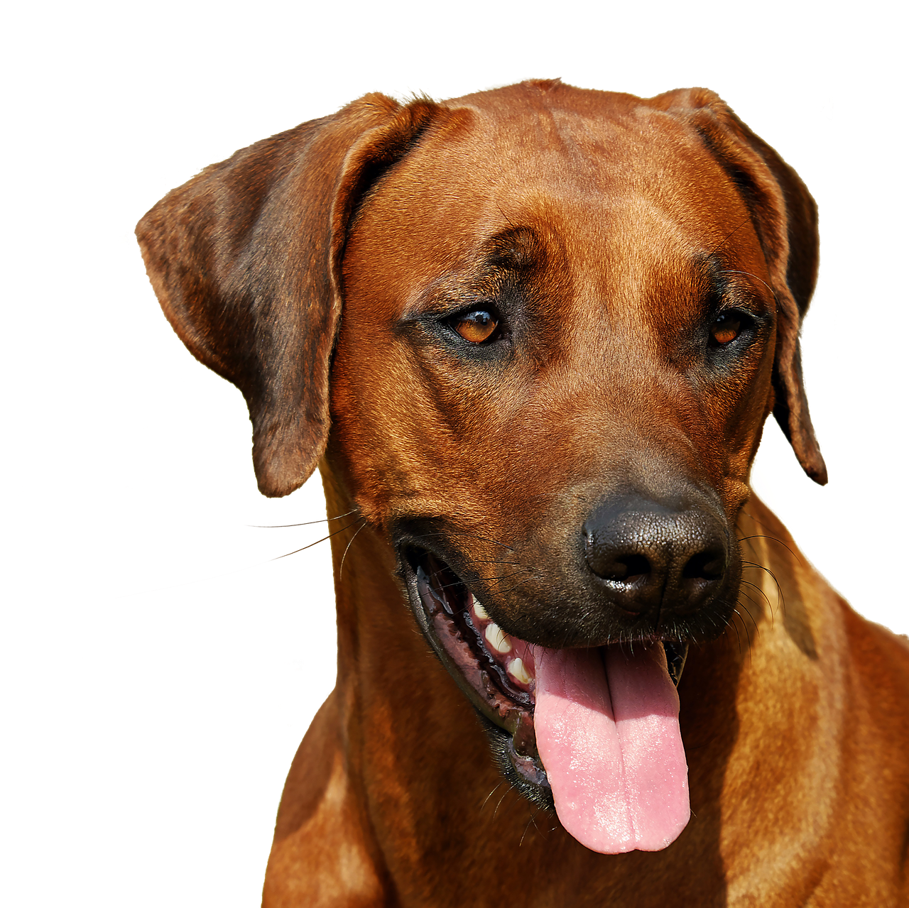 rhodesian ridgeback  isolated  dog free photo