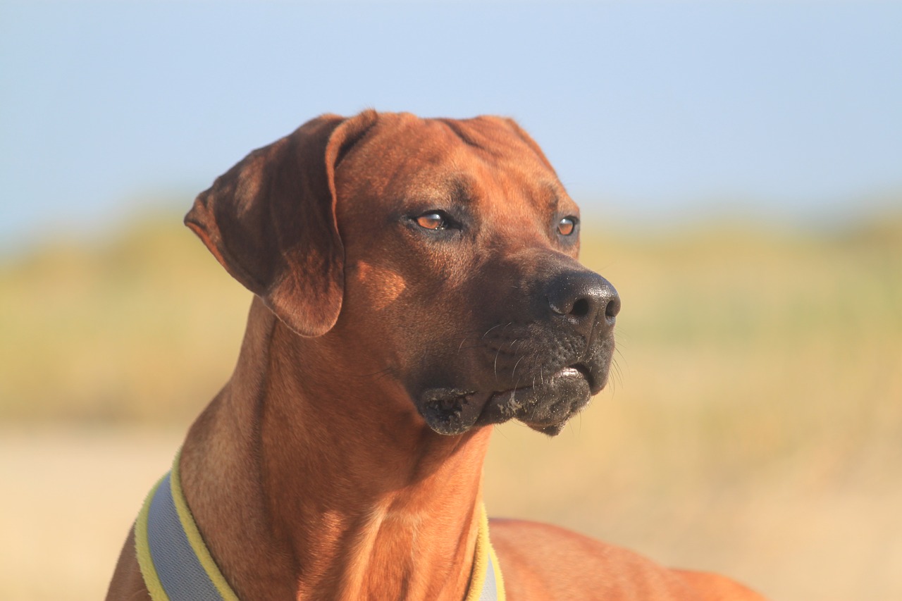 rhodesian ridgeback  male  beach free photo