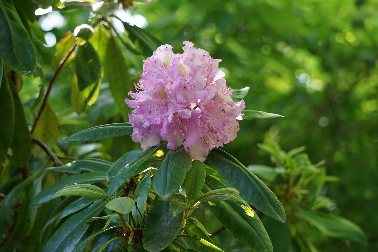rhododen  flower garden  pink free photo