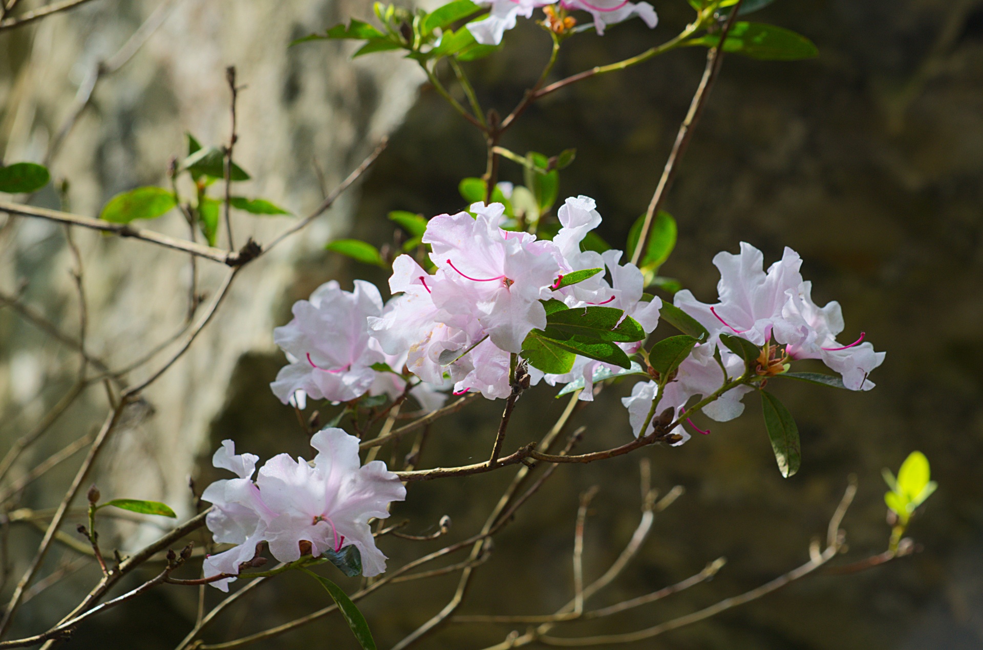 rhododendrons flowers flora free photo