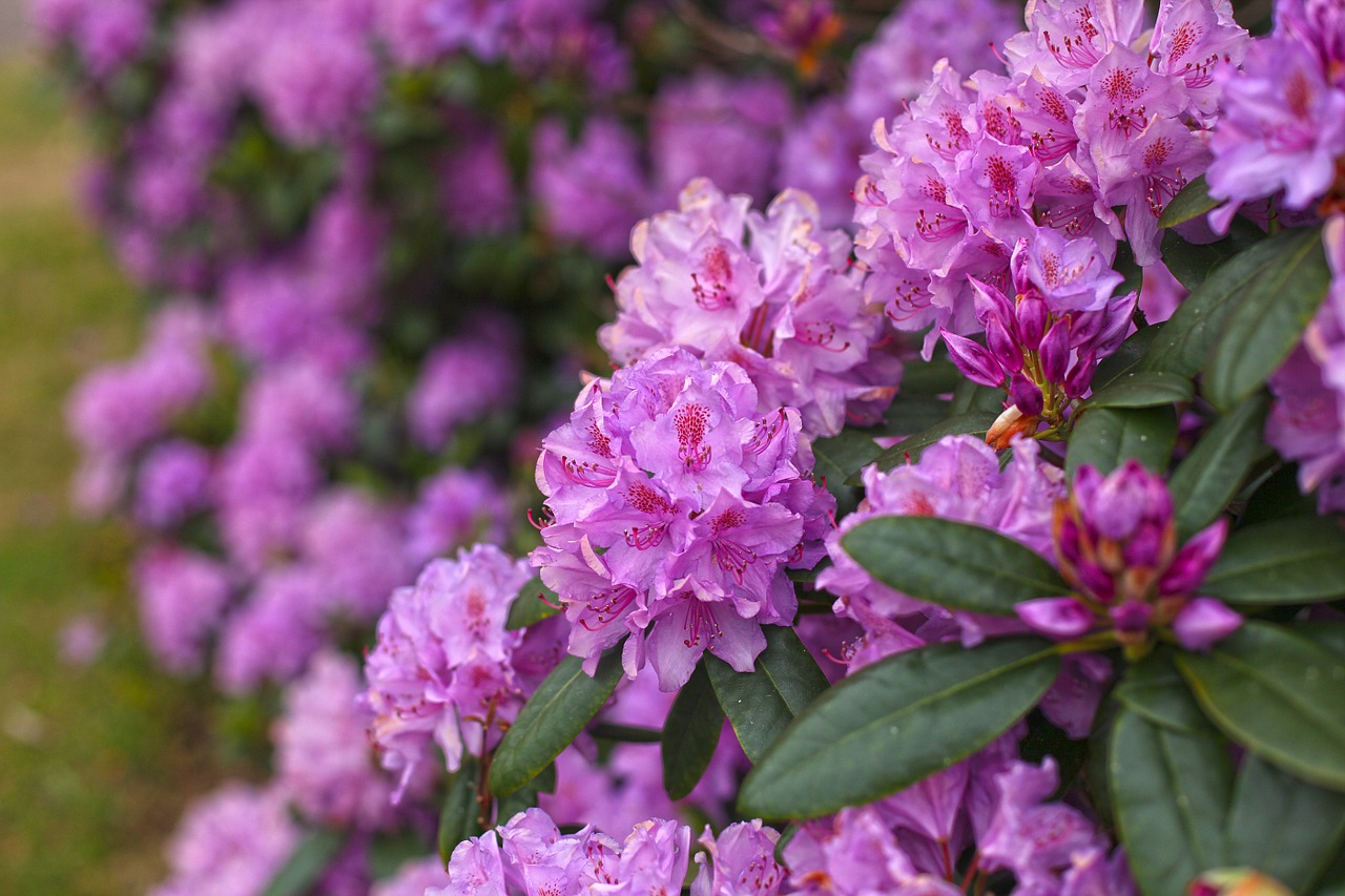 rhododendron pink purple free photo