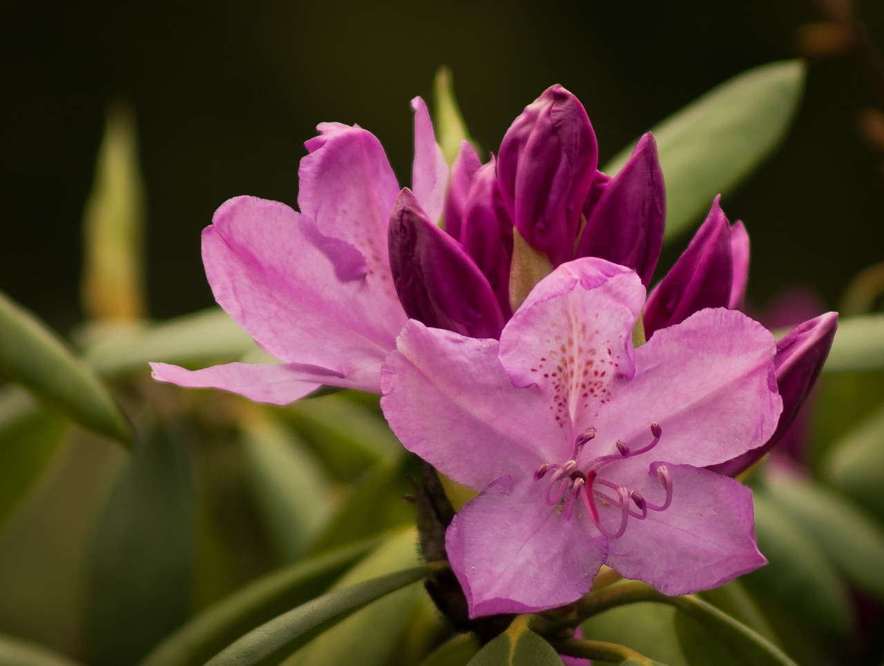 rhododendron rhododendron cosima heather green free photo