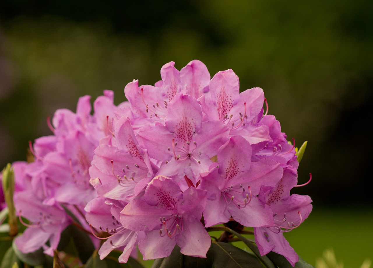 rhododendron rhododendron cosima heather green free photo