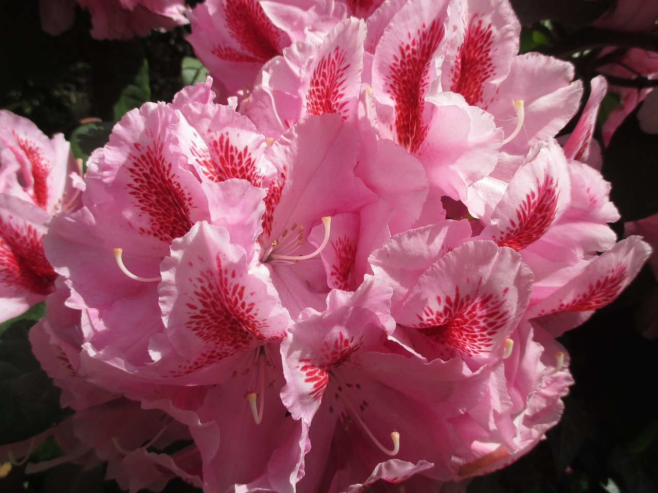 rhododendron blossom bloom free photo