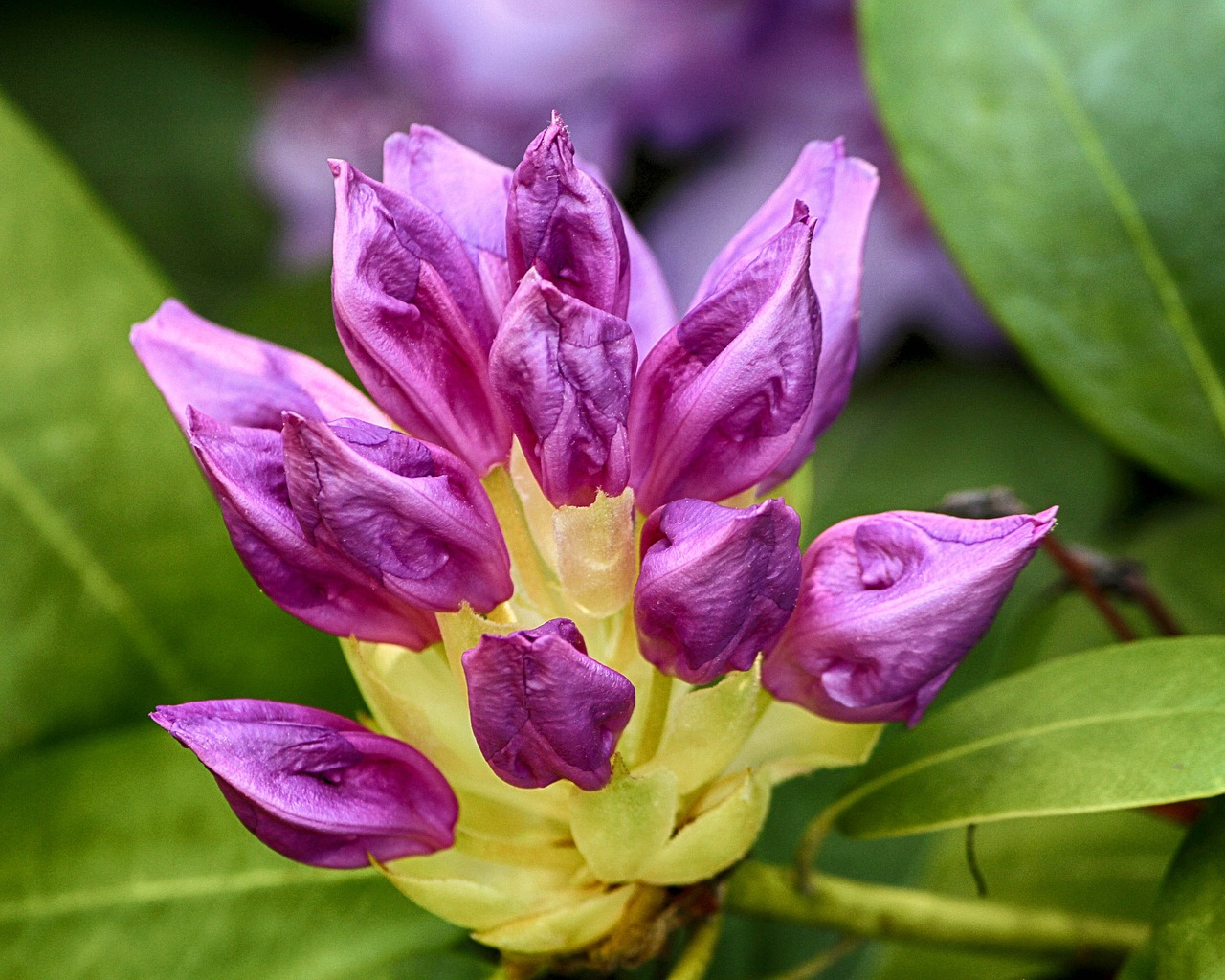 rhododendron purple buds free photo