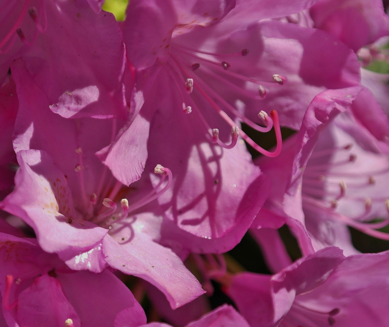 rhododendron flower spring free photo