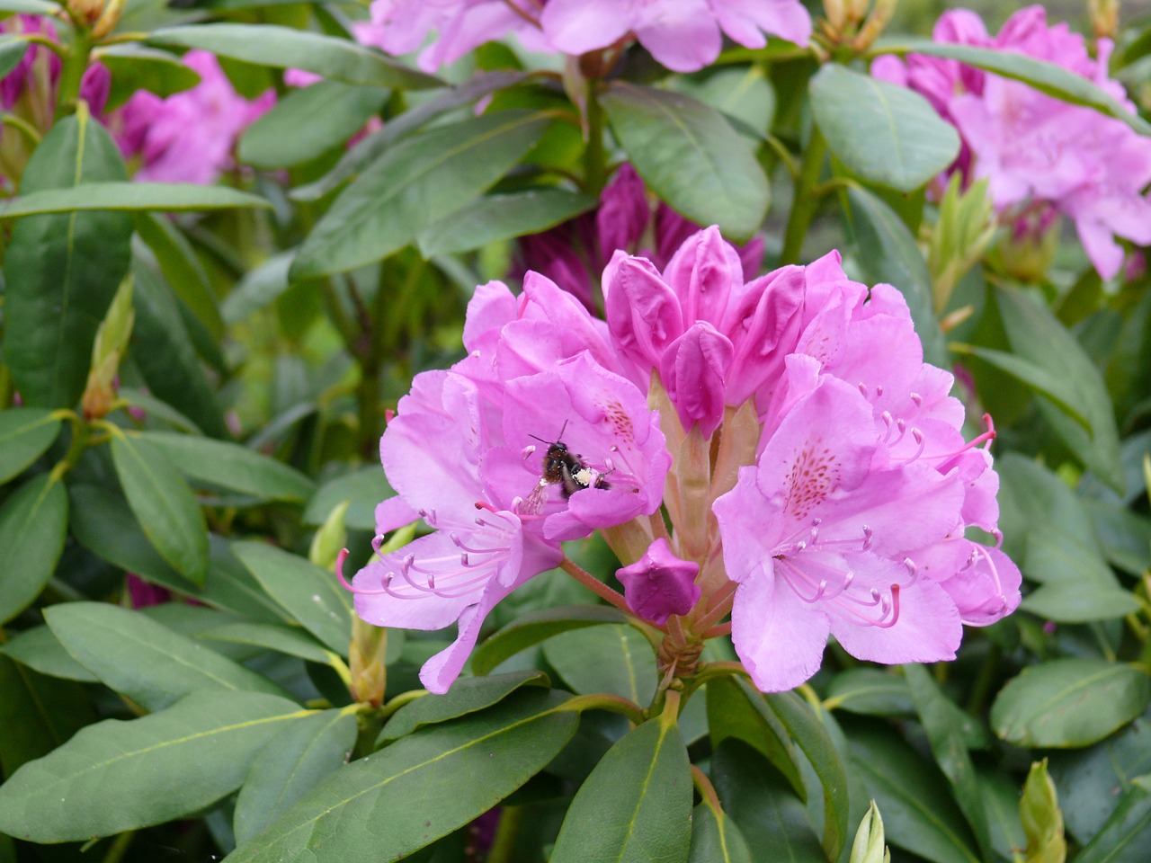 rhododendron pink bloom free photo