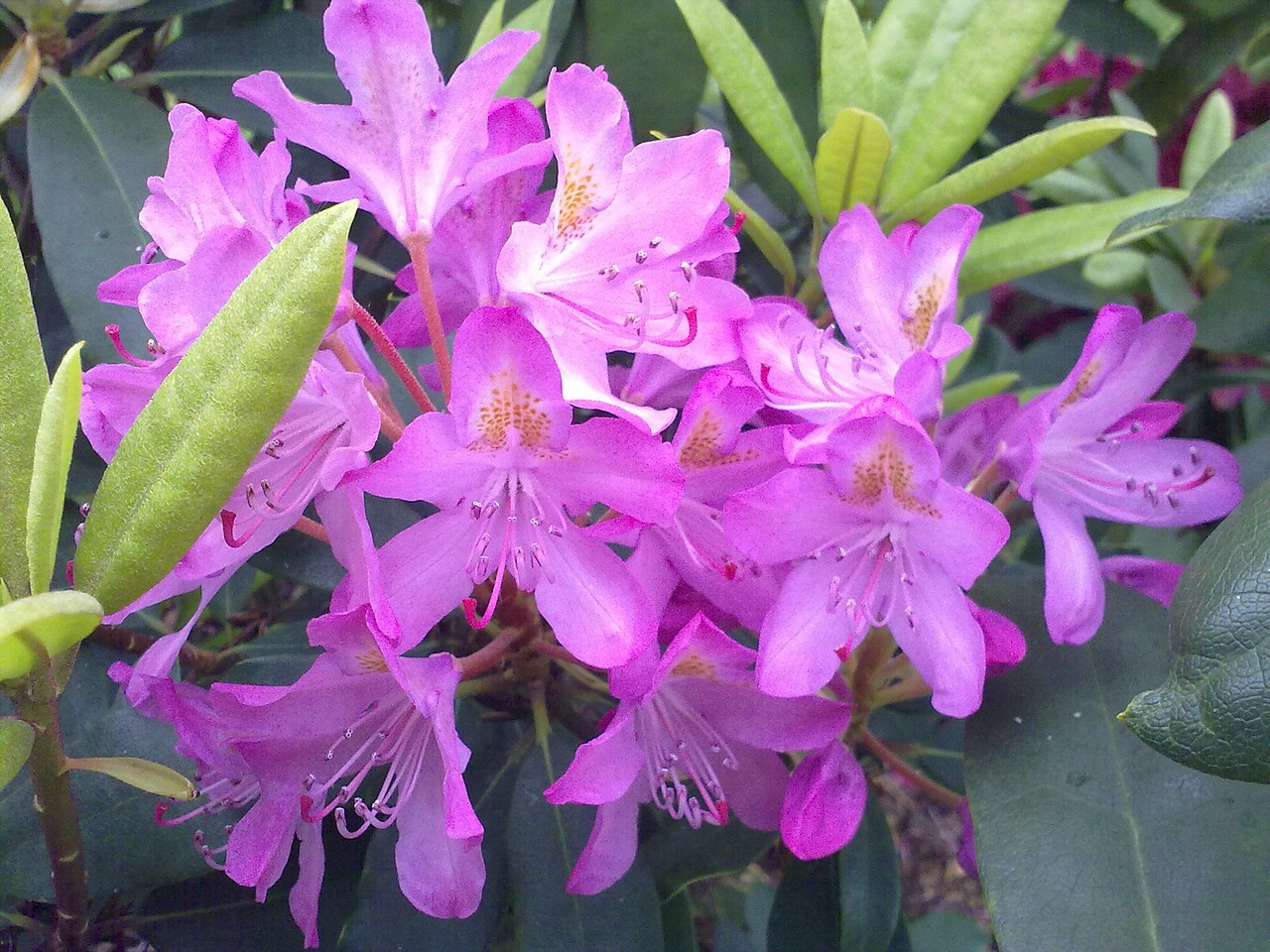 rhododendron light violet free photo