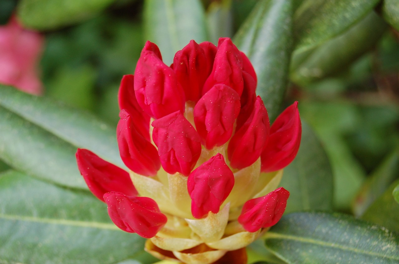 rhododendron blossom bloom free photo