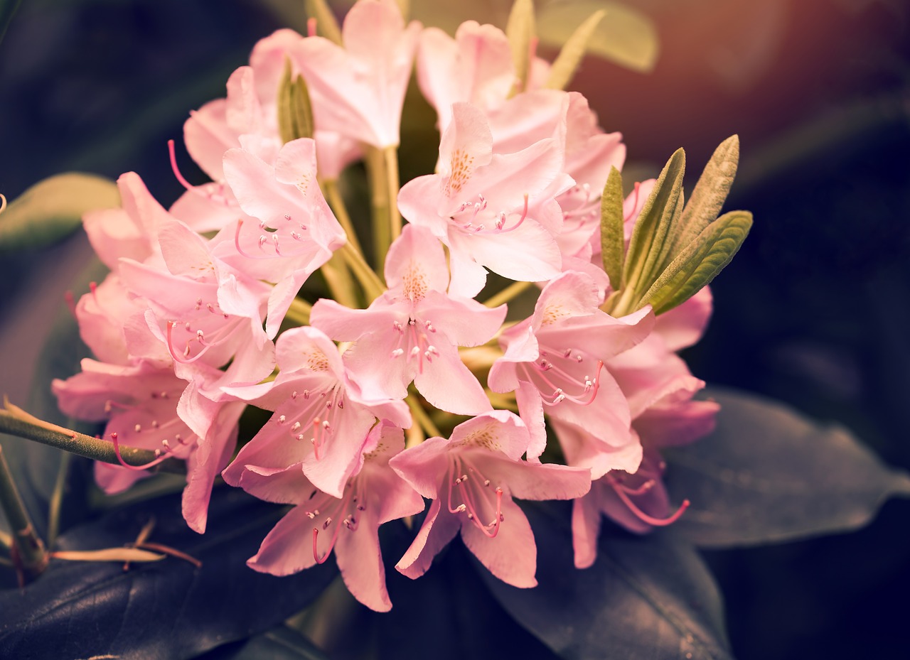 rhododendron blossom bloom free photo