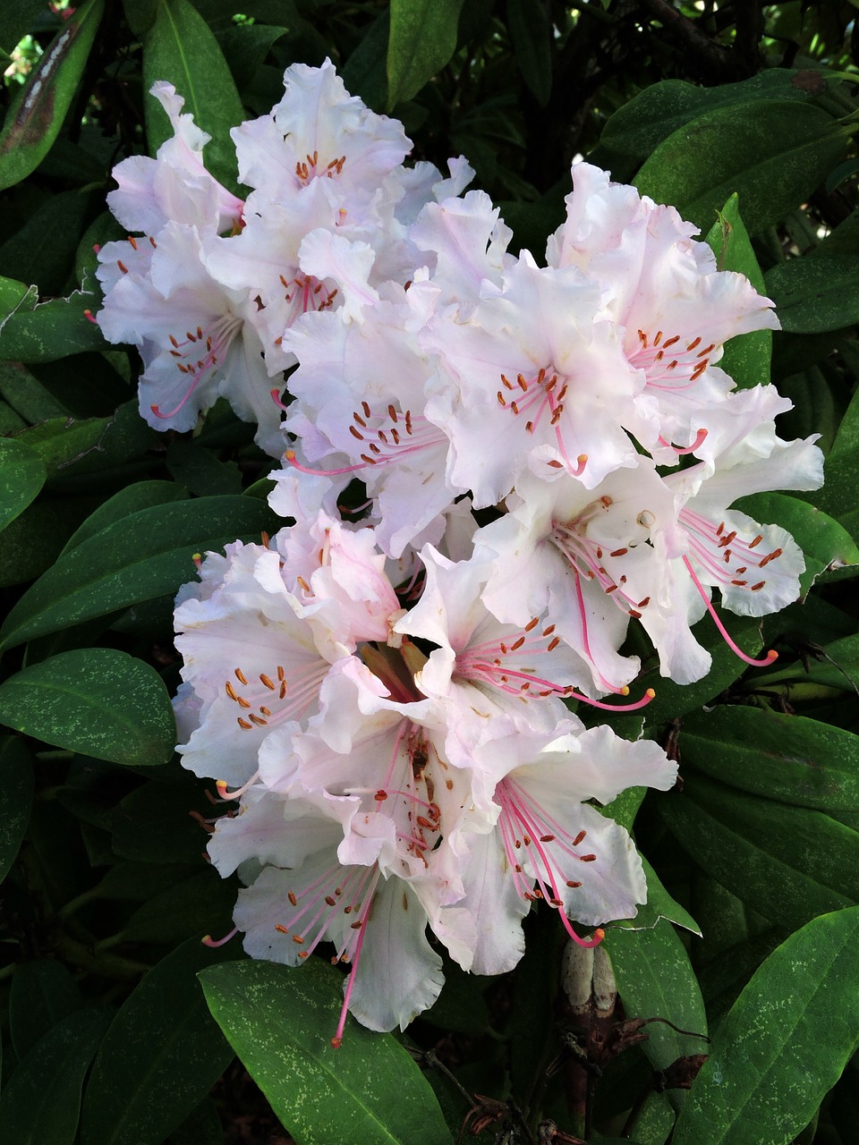 rhododendron flowers pink free photo