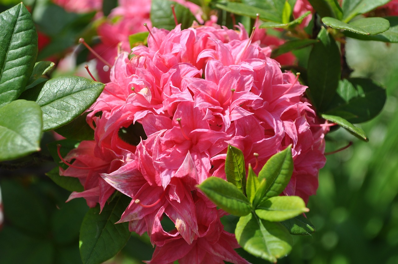 rhododendron pink rhododendron blossom free photo