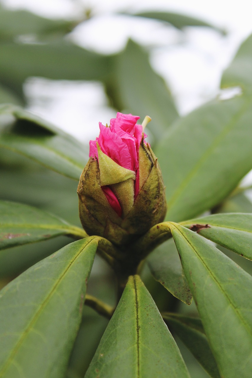 rhododendron bush blossom free photo