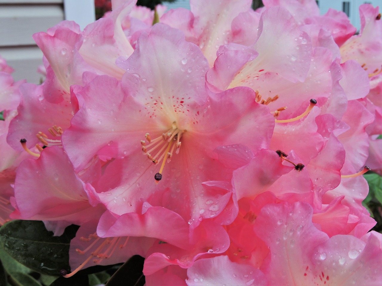 rhododendron pink blooms free photo