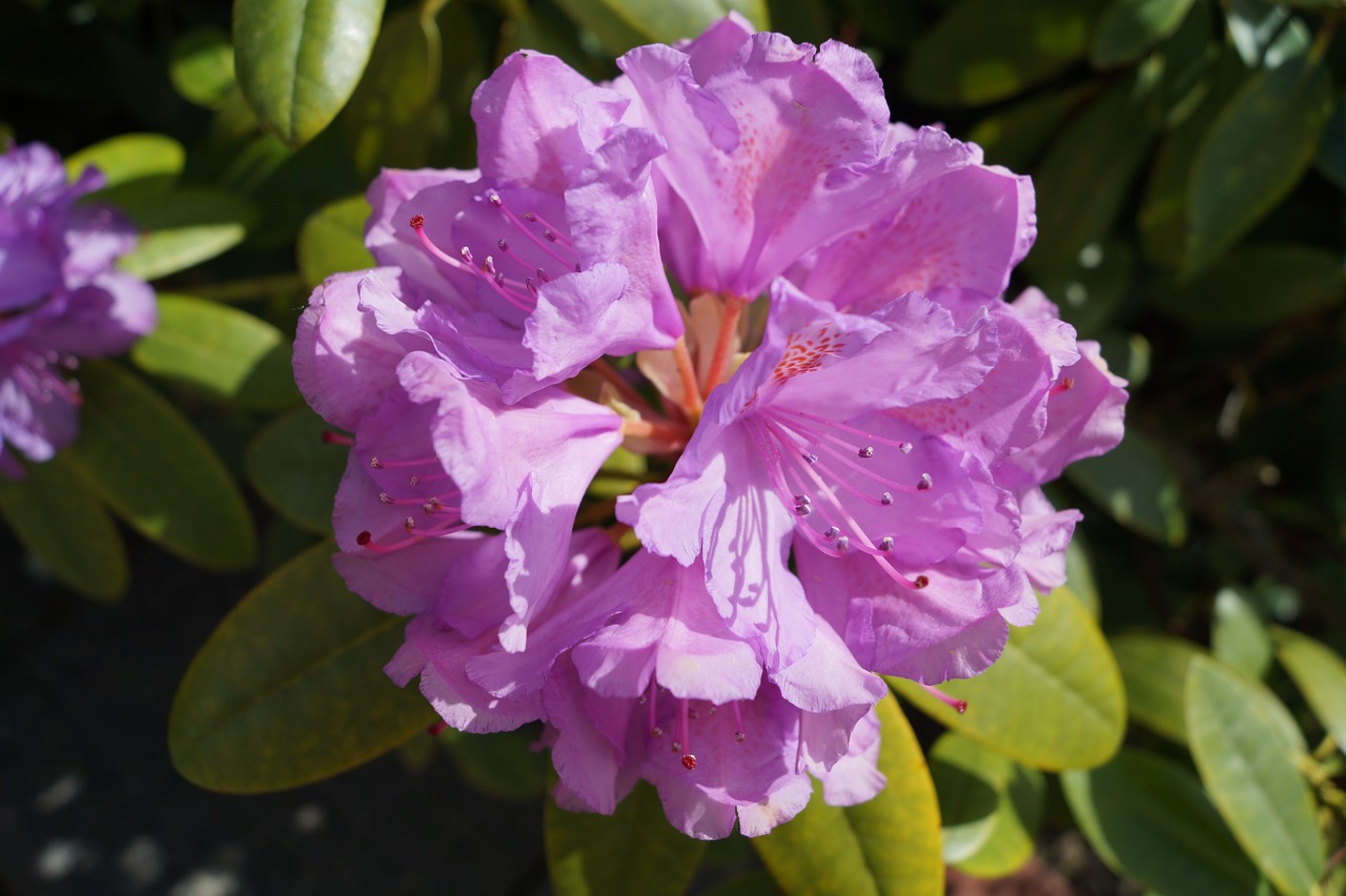 rhododendron garden flowers free photo