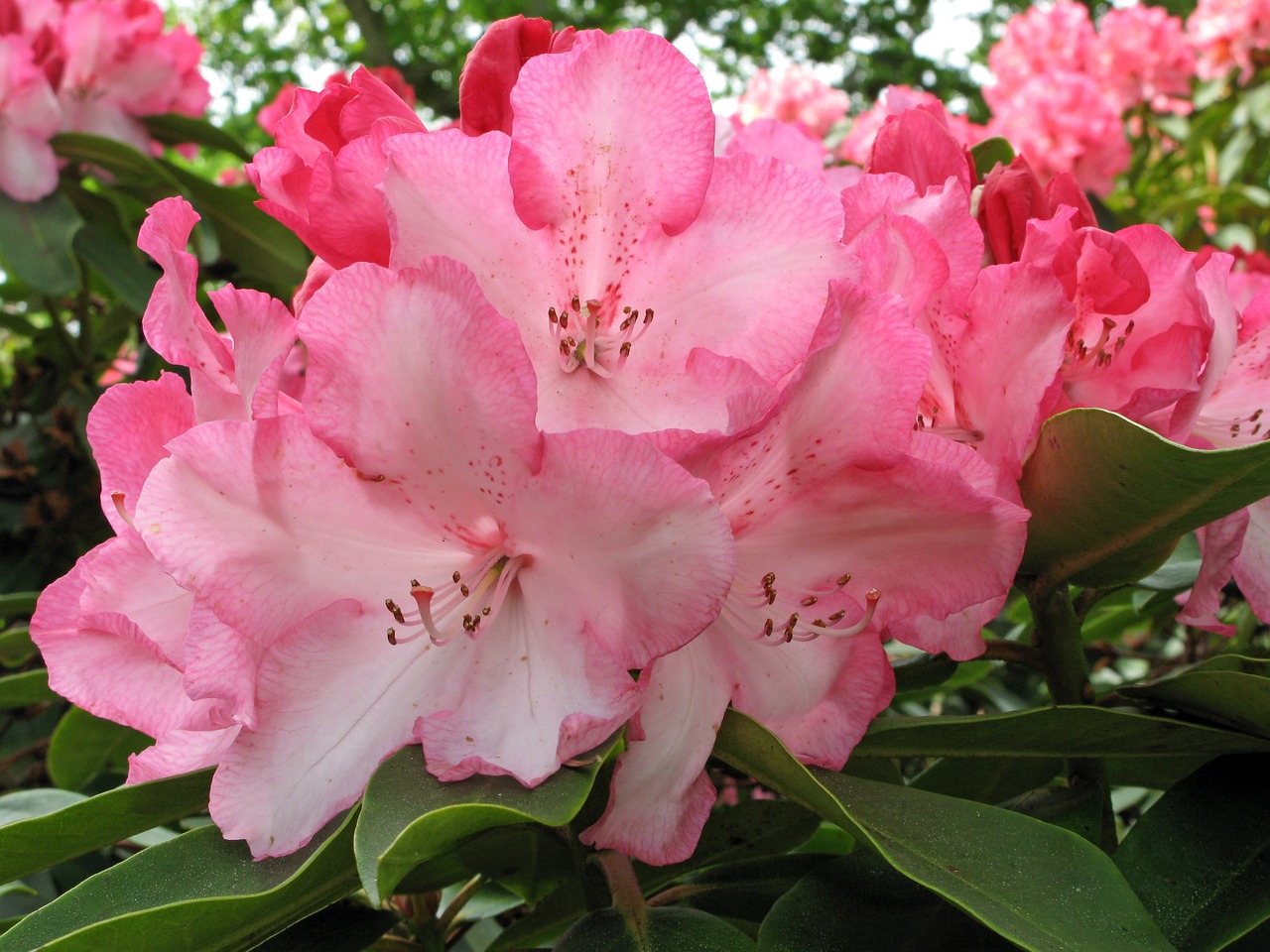 rhododendron pink flowers bloom free photo