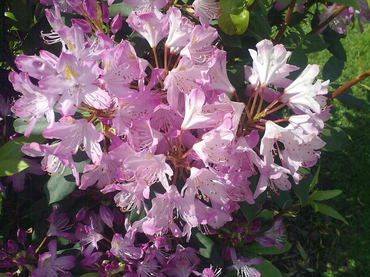 rhododendron pink vernal free photo