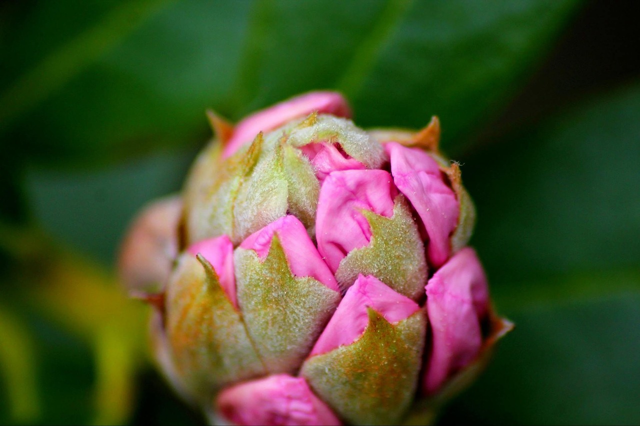 rhododendron flower plant free photo