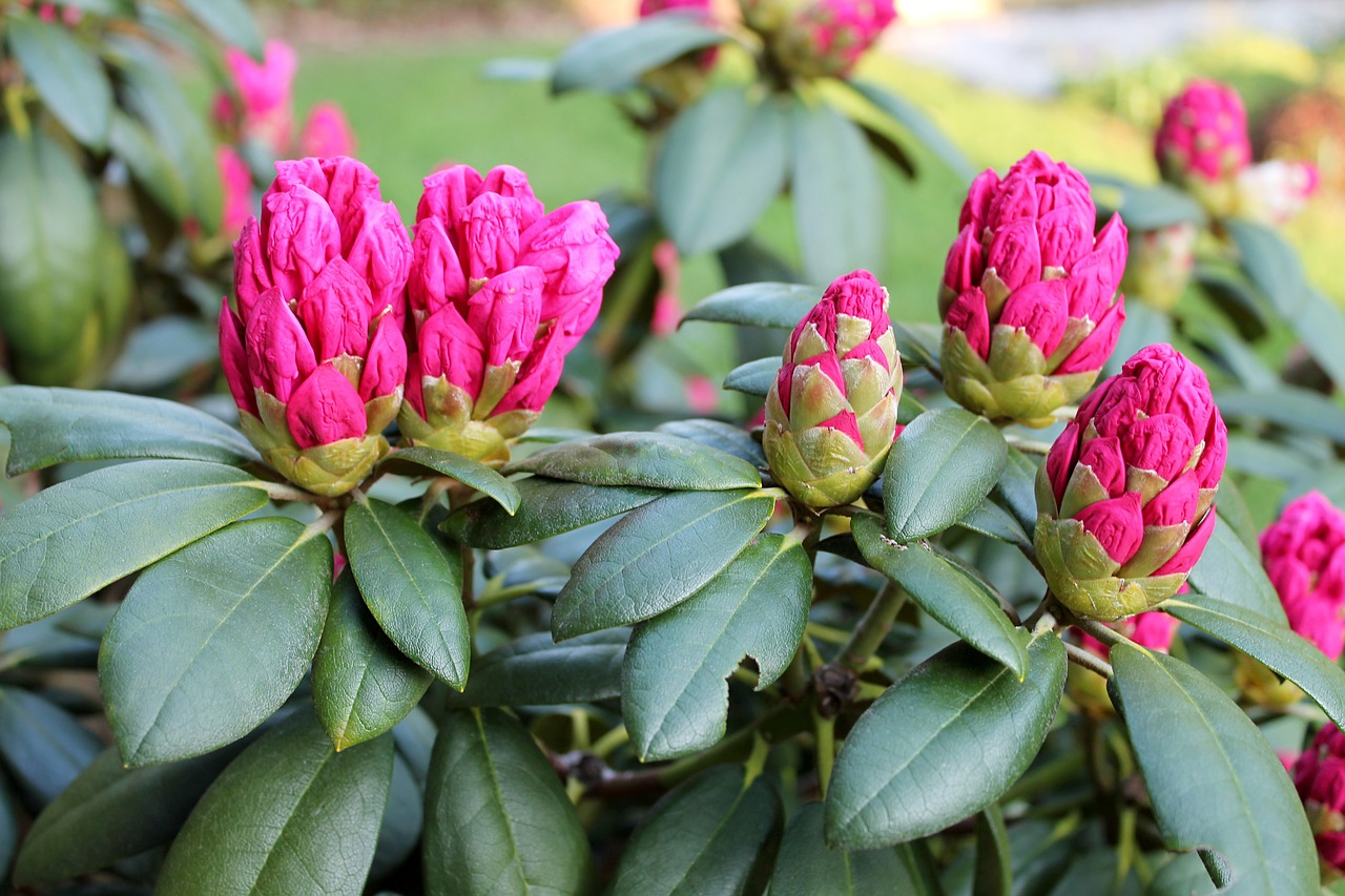 rhododendron garden summer free photo