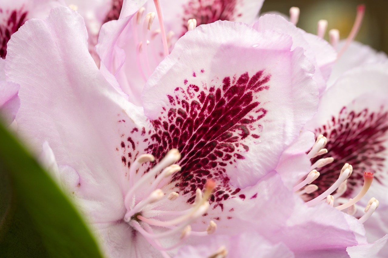 rhododendron blossom bloom free photo