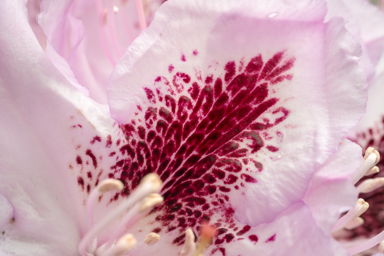 rhododendron blossom bloom free photo