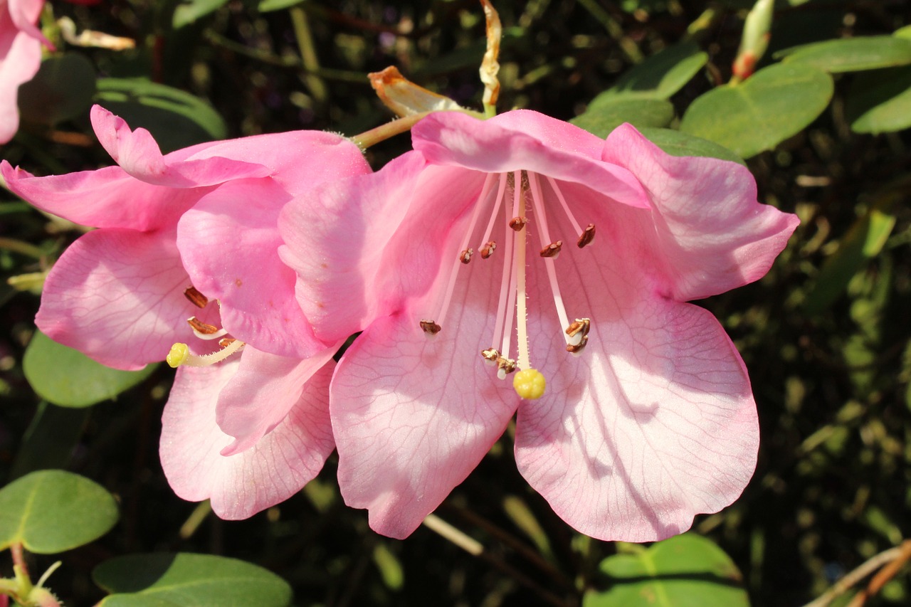 rhododendron blossom bloom free photo