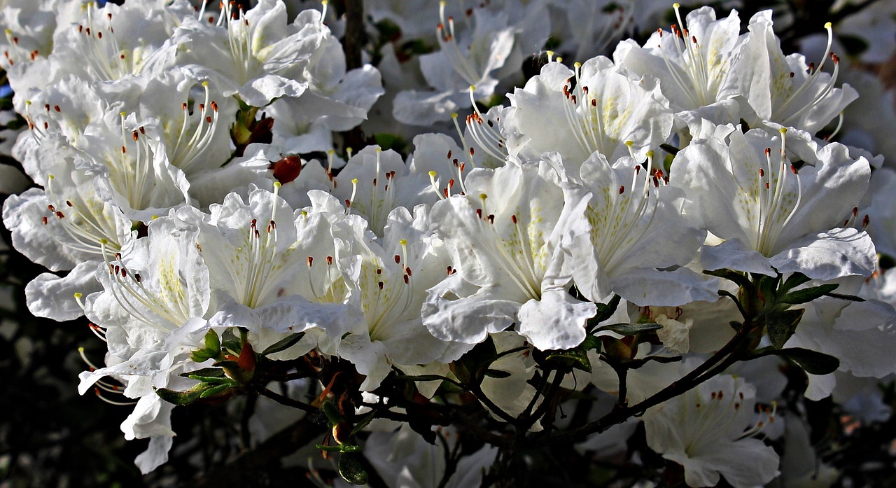 rhododendron flowers white free photo