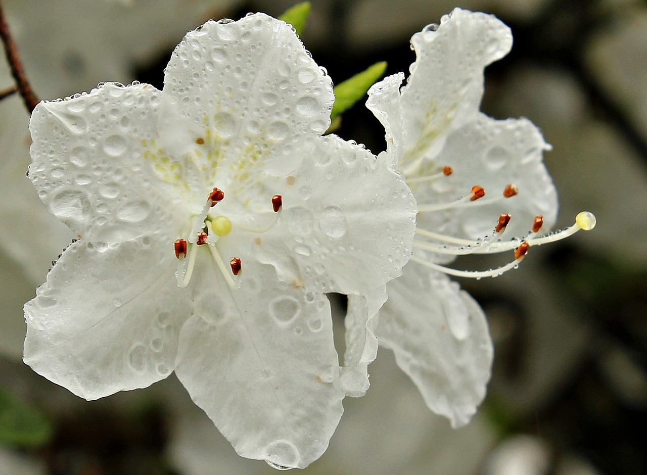 rhododendron plant nature free photo