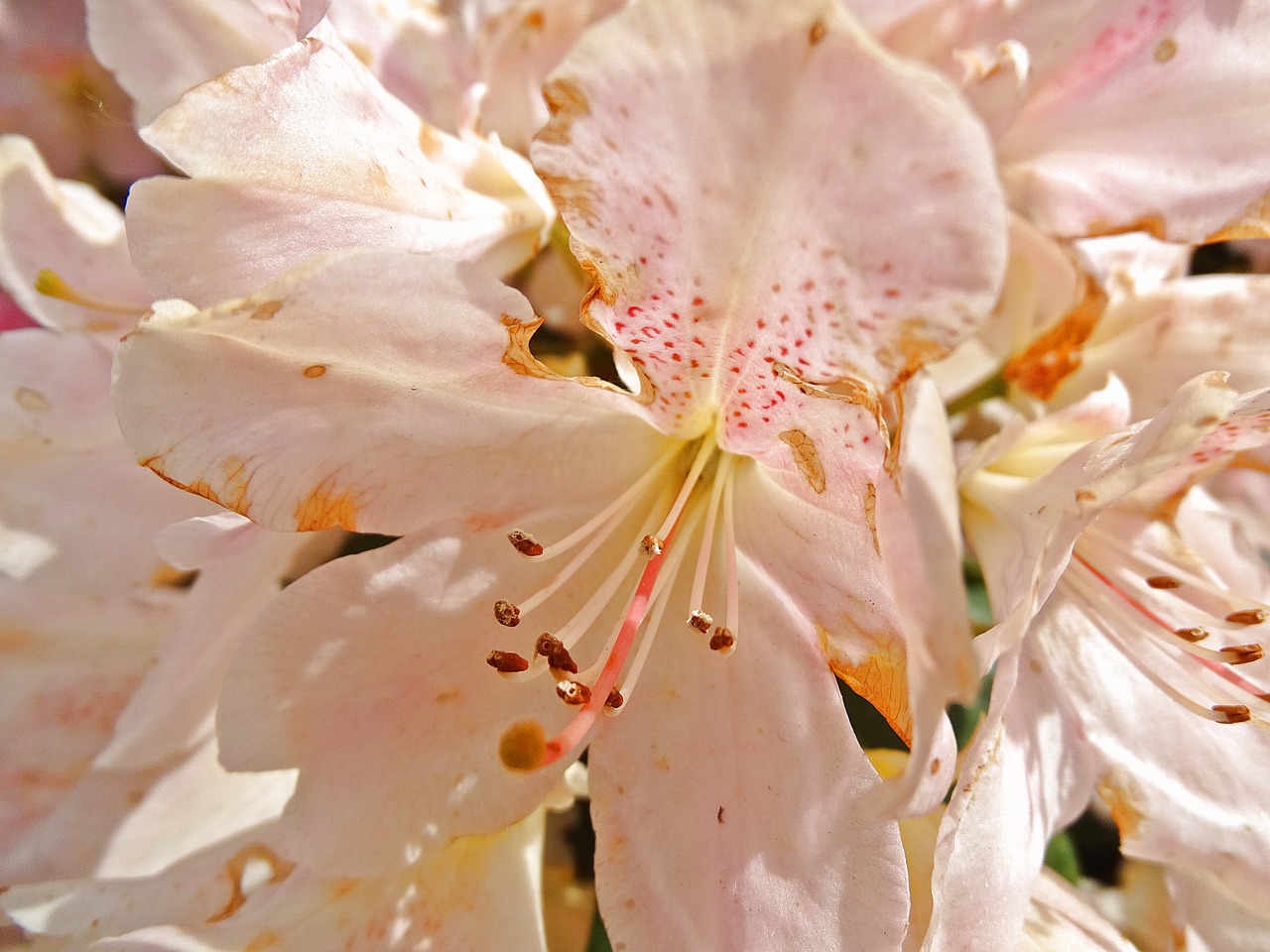 rhododendron bush flowers free photo