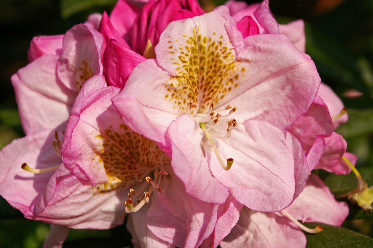 rhododendron garden blossom free photo