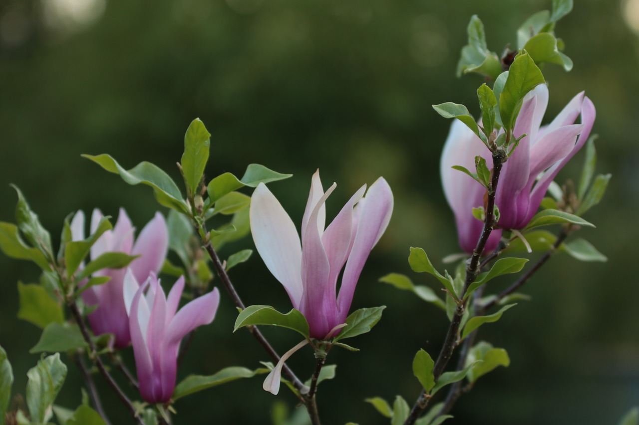 rhododendron purple nature free photo