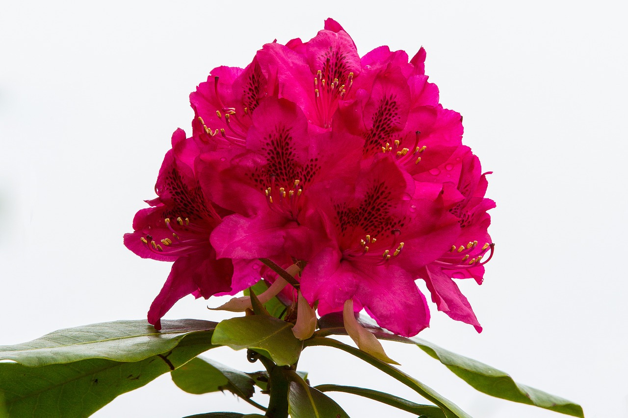 rhododendron bush flowers free photo