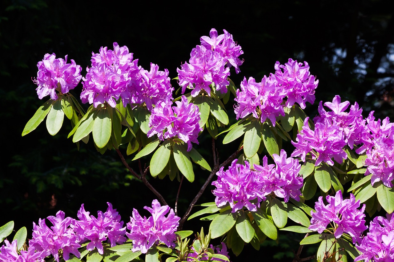 rhododendron traub notes doldentraub free photo