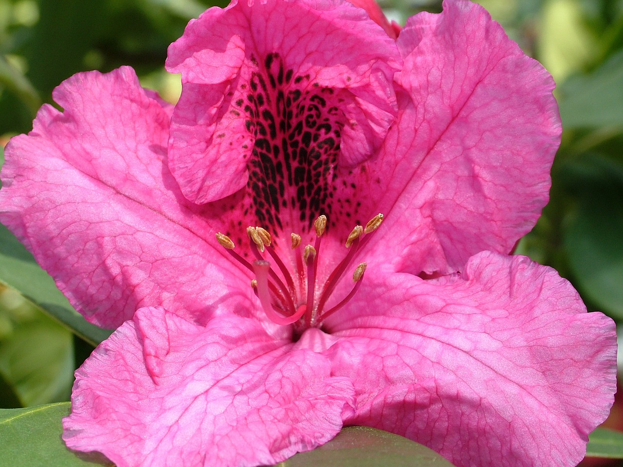 rhododendron blossom bloom free photo