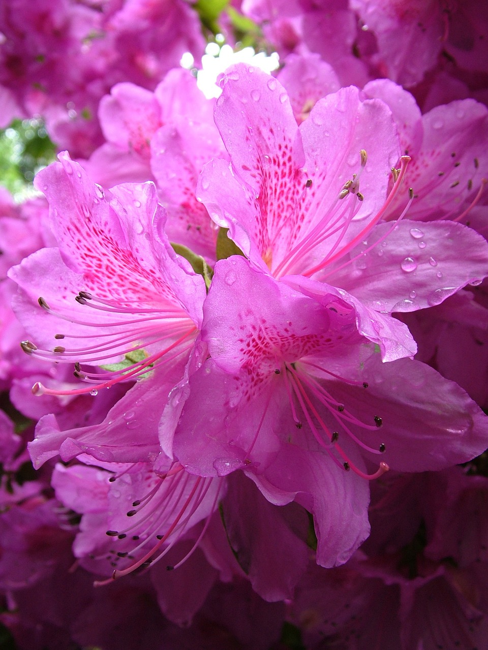 rhododendron blossom bloom free photo