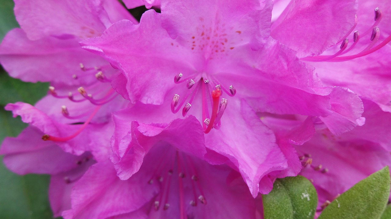 rhododendron lure blossom free photo