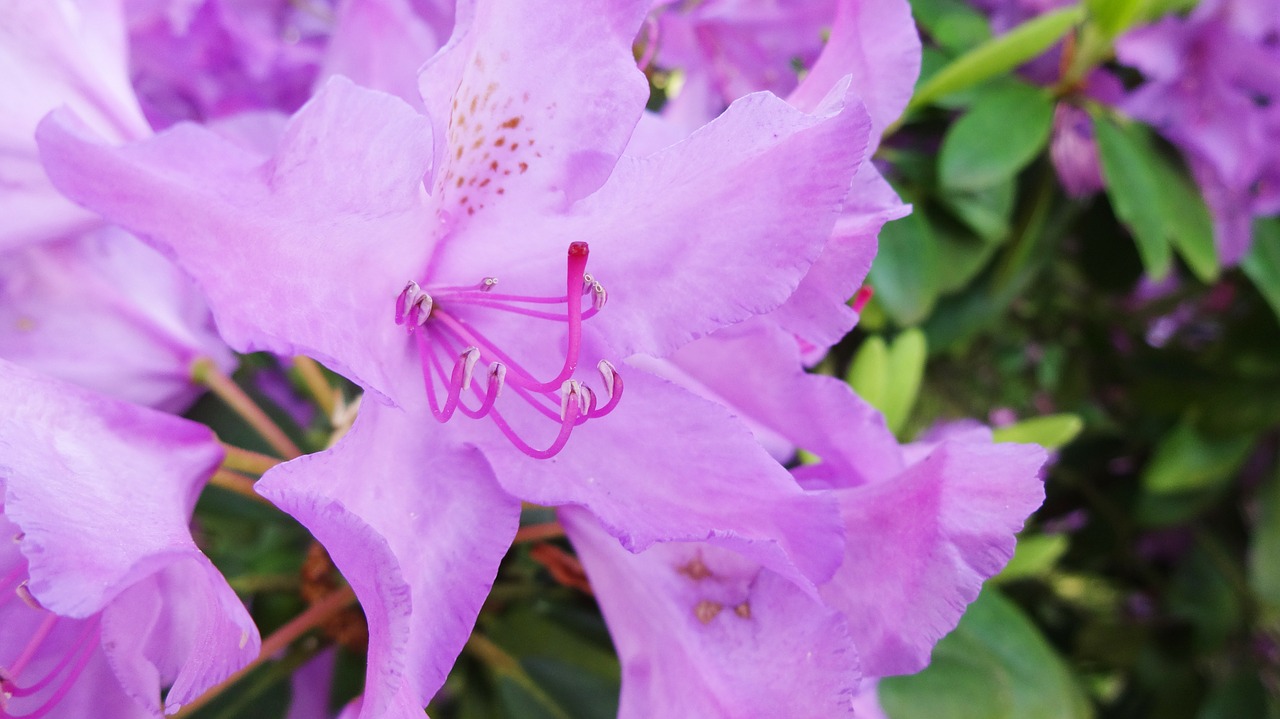 rhododendron purple lure free photo