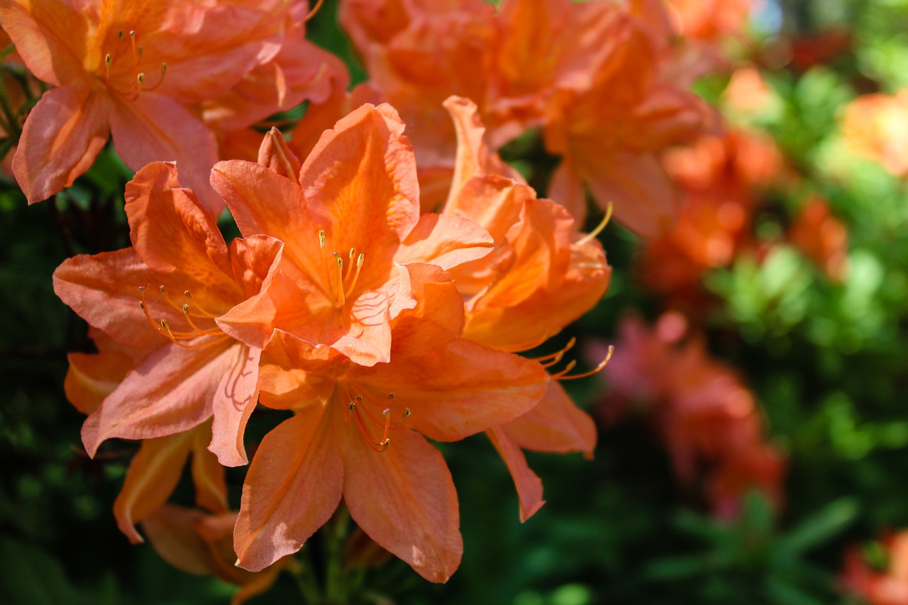 rhododendron flower nature free photo