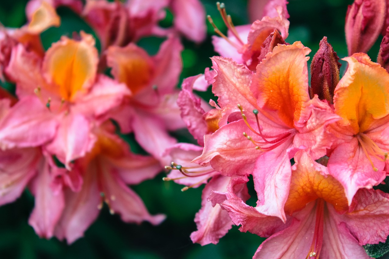 rhododendron flower nature free photo