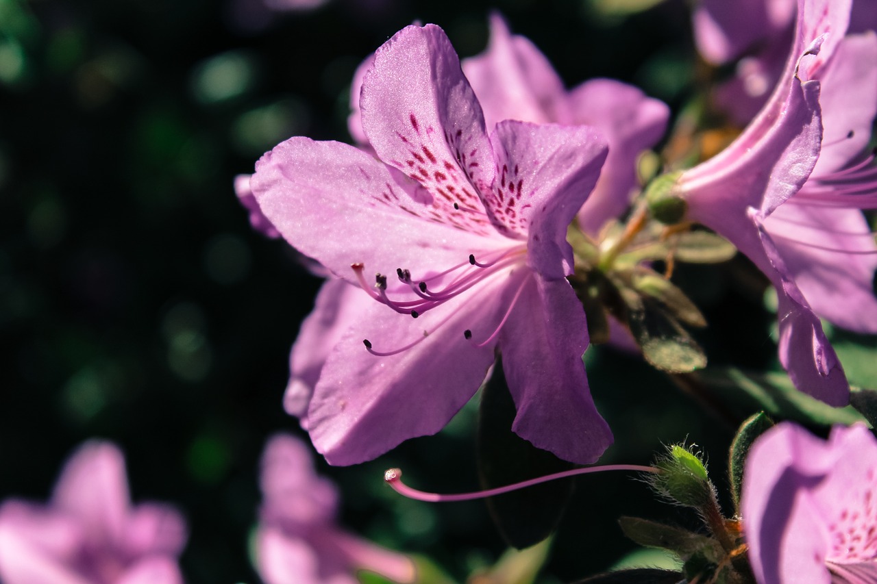 rhododendron flower nature free photo