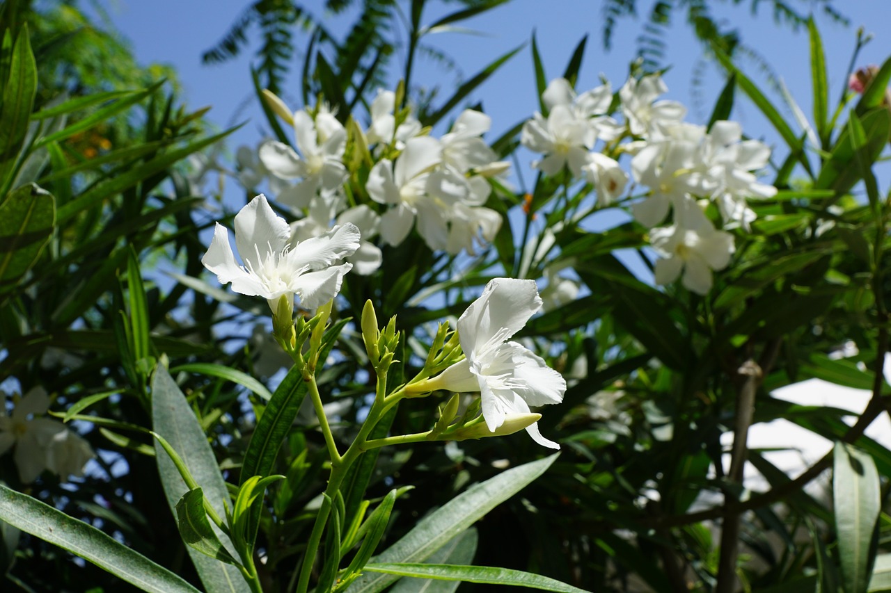 rhododendron flower bush free photo