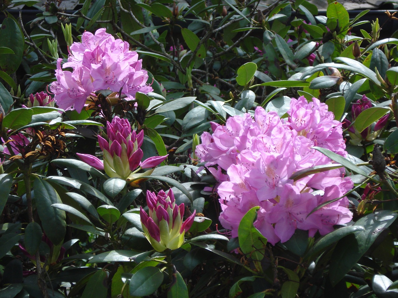 rhododendron blossom bloom free photo