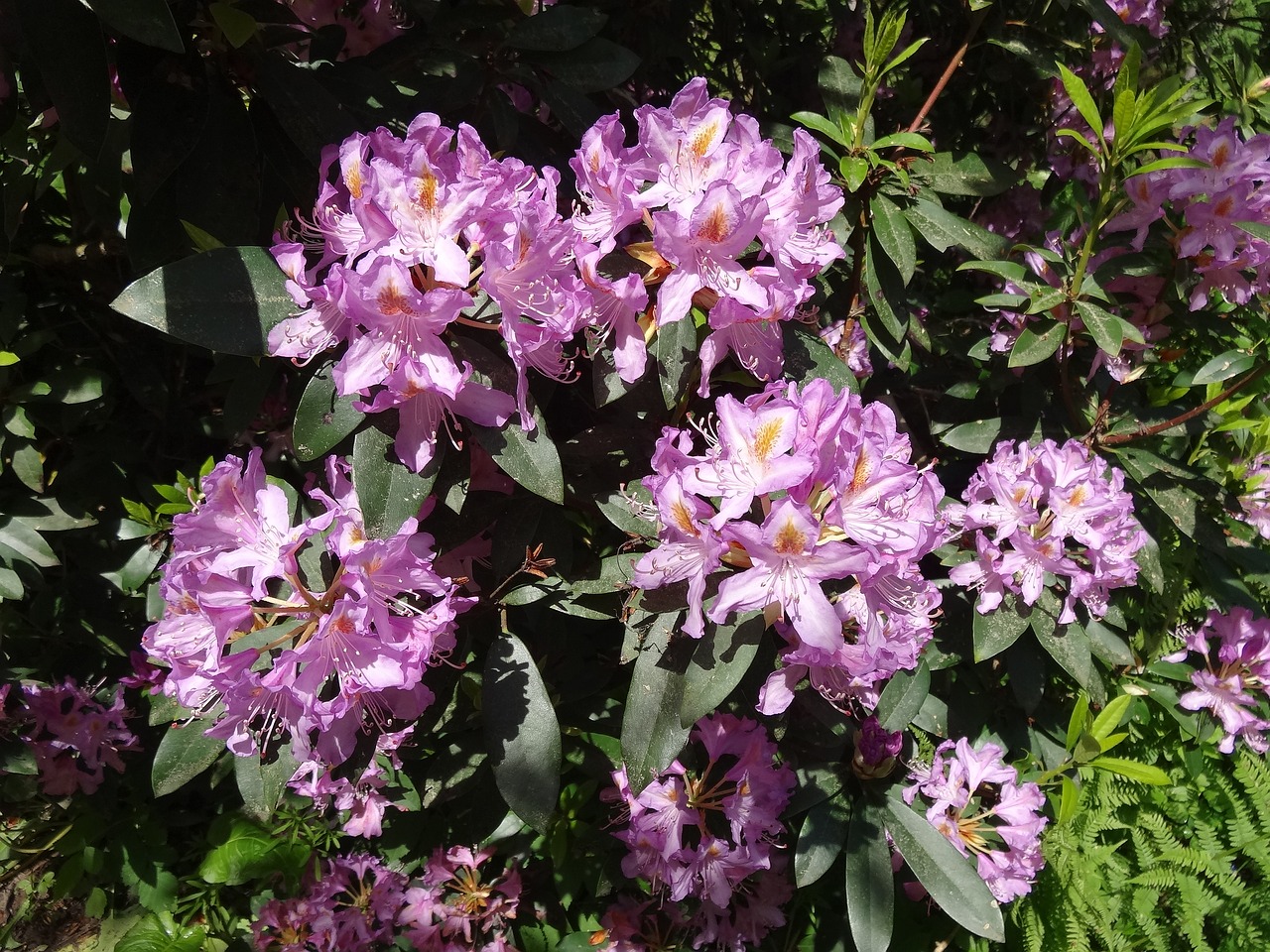 rhododendron flowers flower free photo