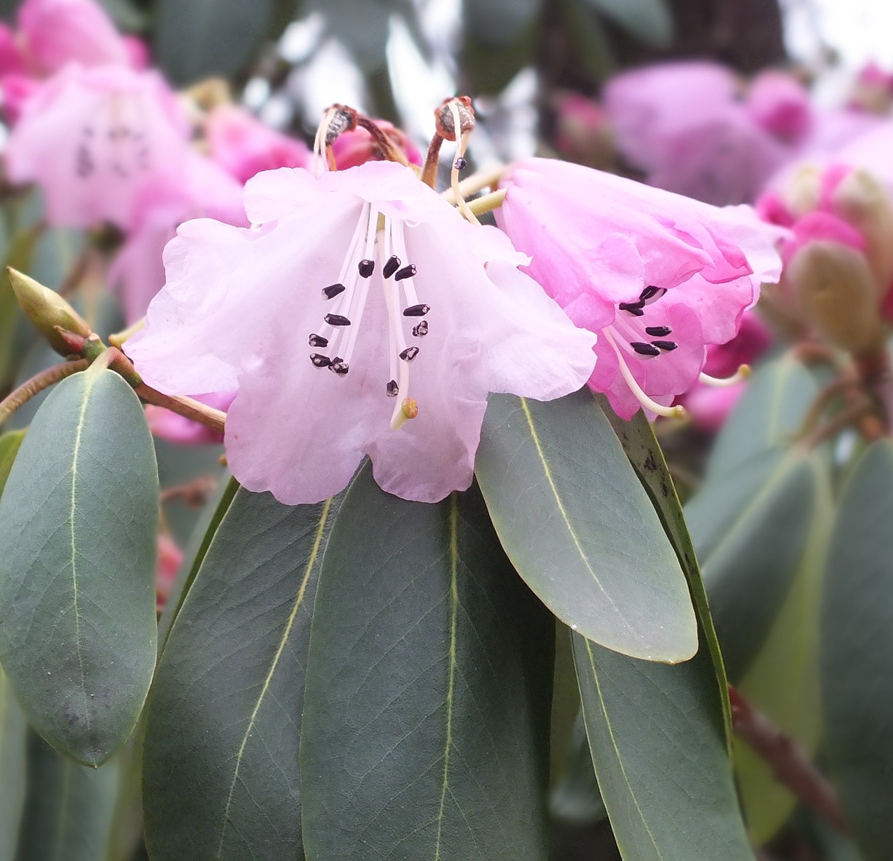 rhododendron flower bloom free photo