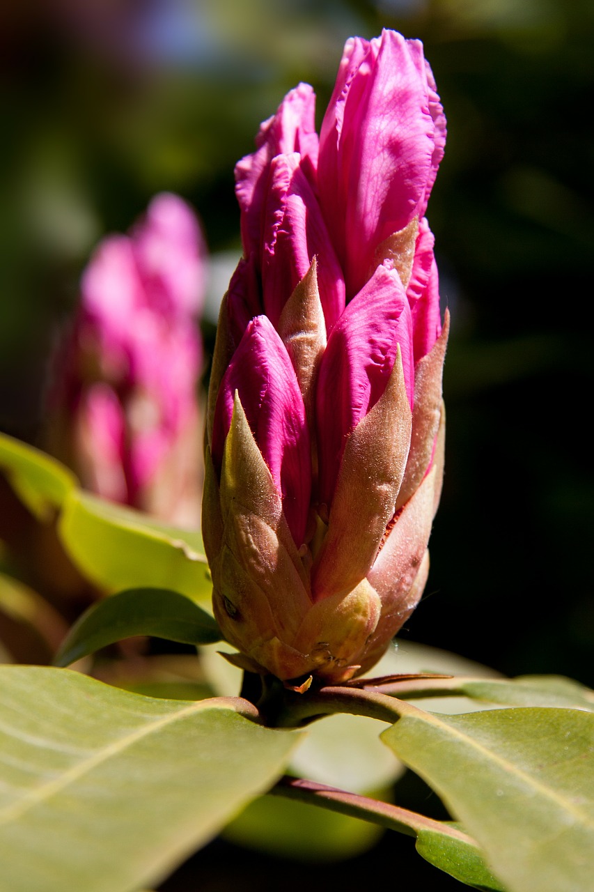 rhododendron ericaceae bud free photo