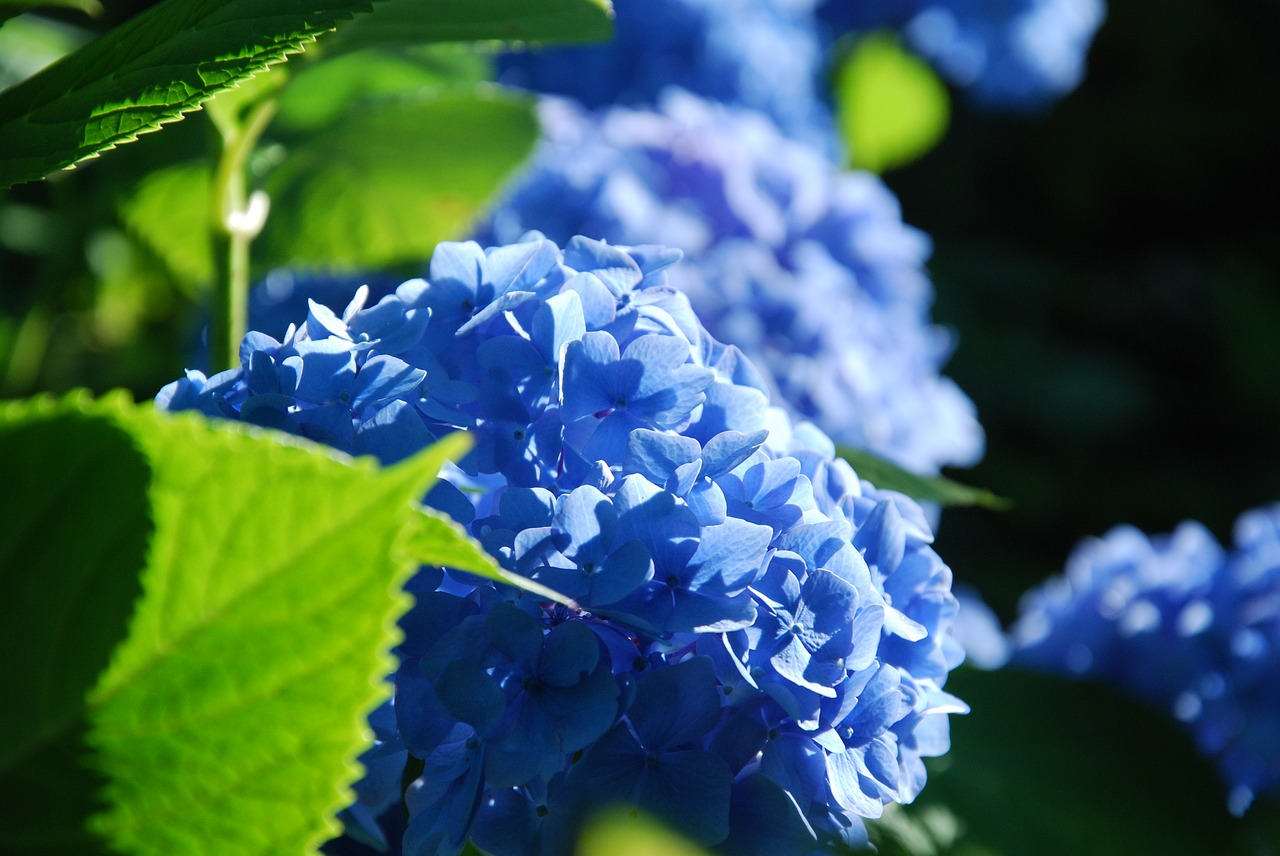 rhododendron summer morning free photo