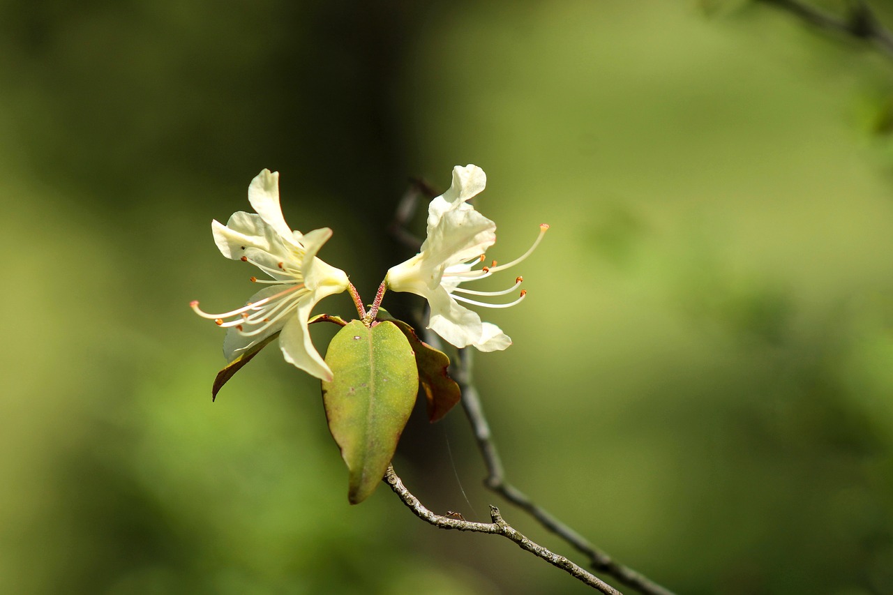 rhododendron flower white flower free photo